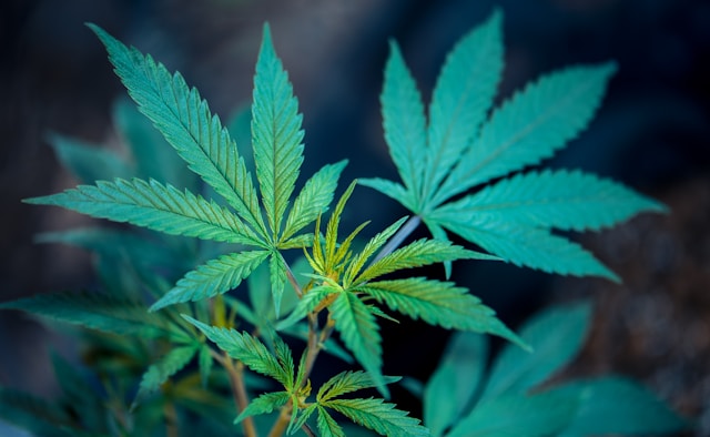CBD produkter